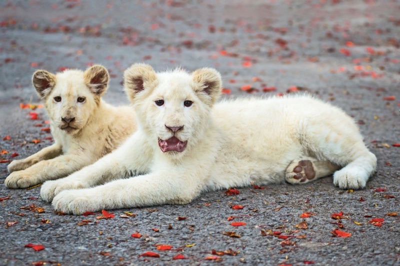 Filhotes de Leão Branco